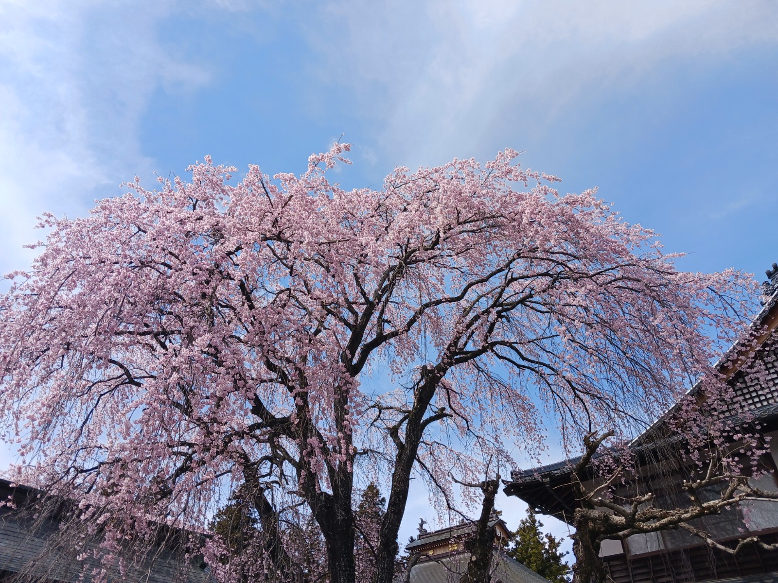 シンプルでカスタマイズしやすいWordPress.org登録テーマ